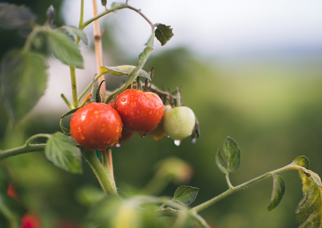 Tomatoes growing on a vine in a garden.