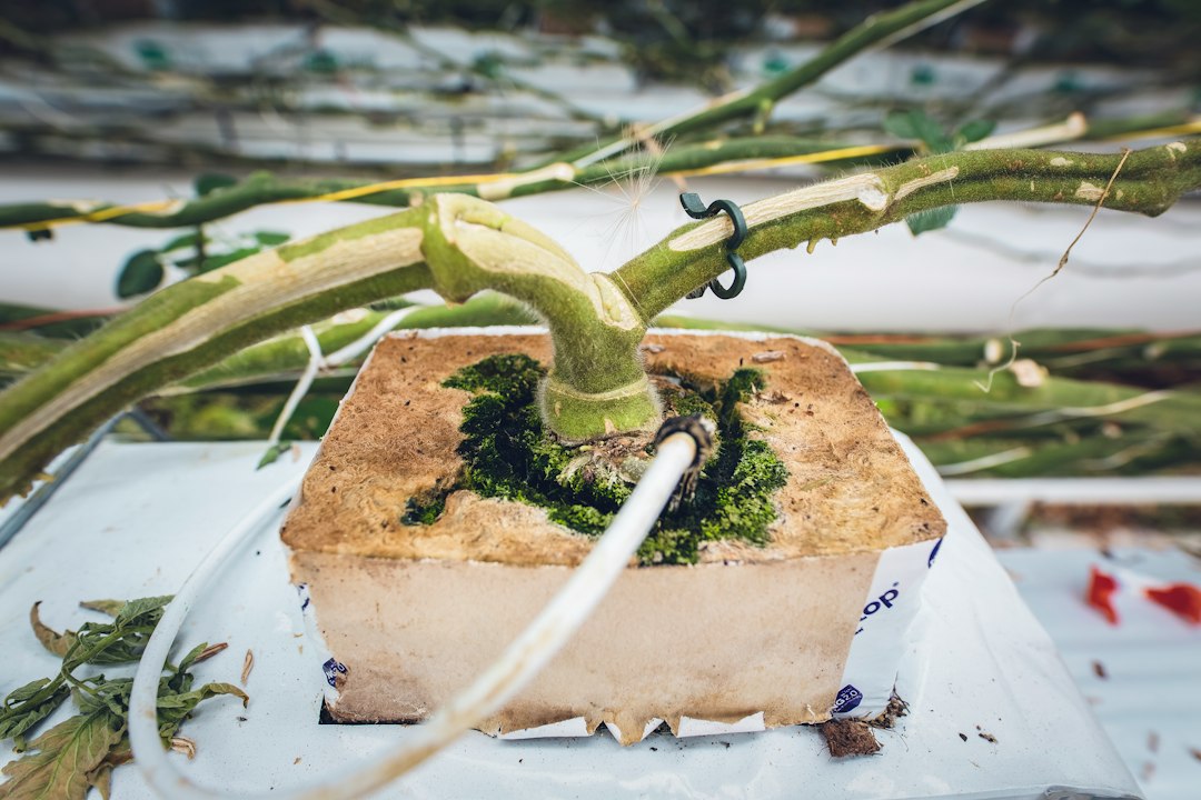 A plant growing out of a box in a greenhouse.