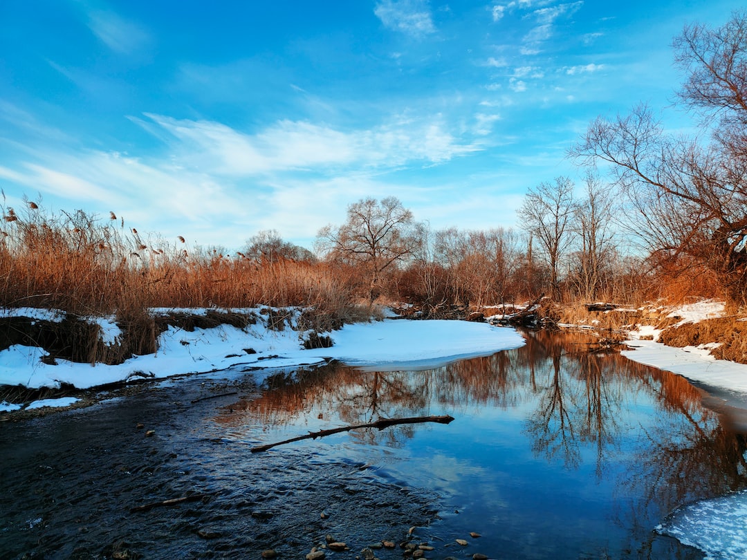 A river surrounded by snow and reeds.